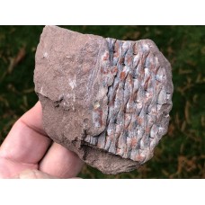 Lepidodendron veltheimi